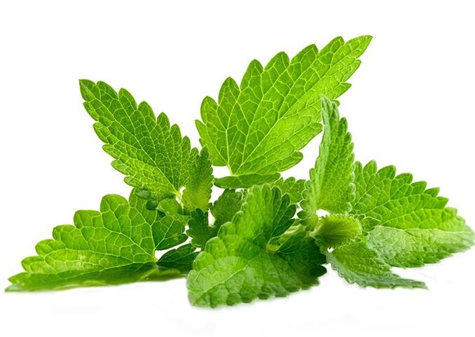 Mint sauvage dans le gel Gigant